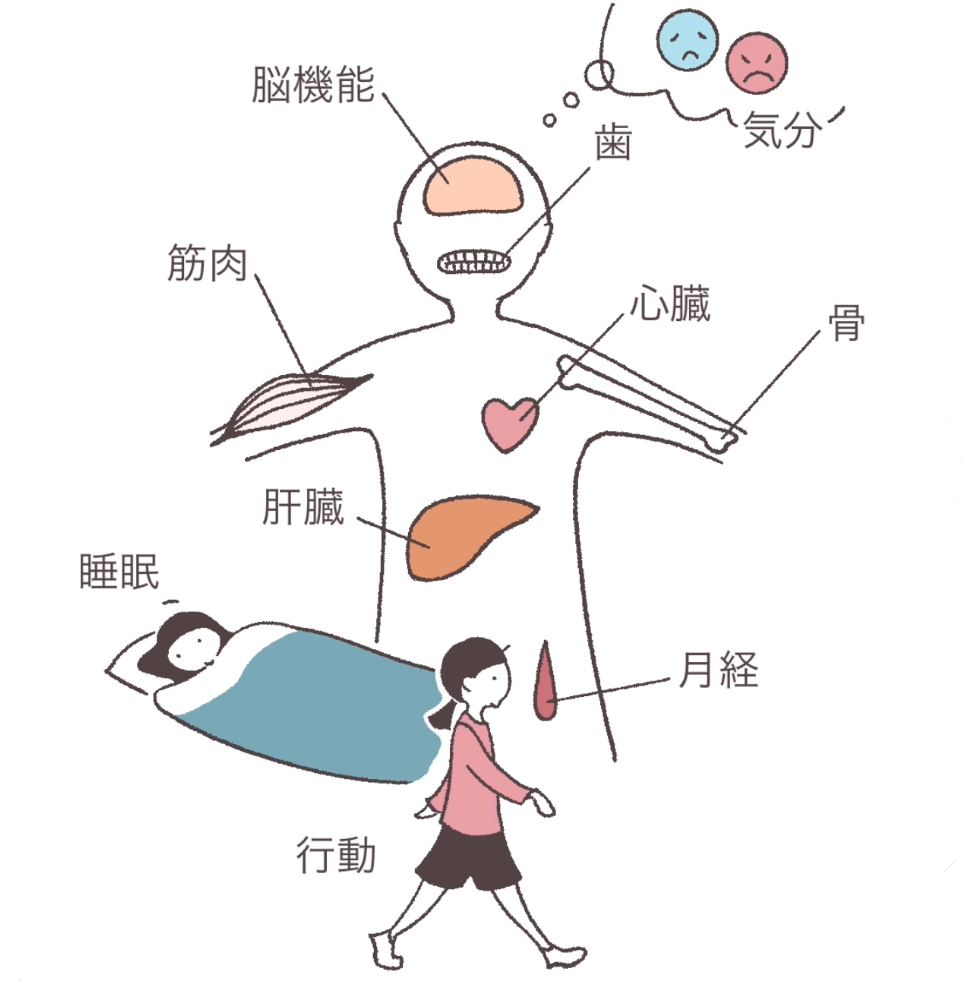 体の各臓器のイラスト