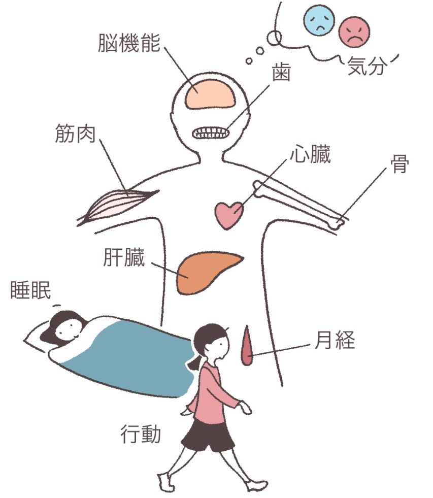 体の各臓器のイラスト