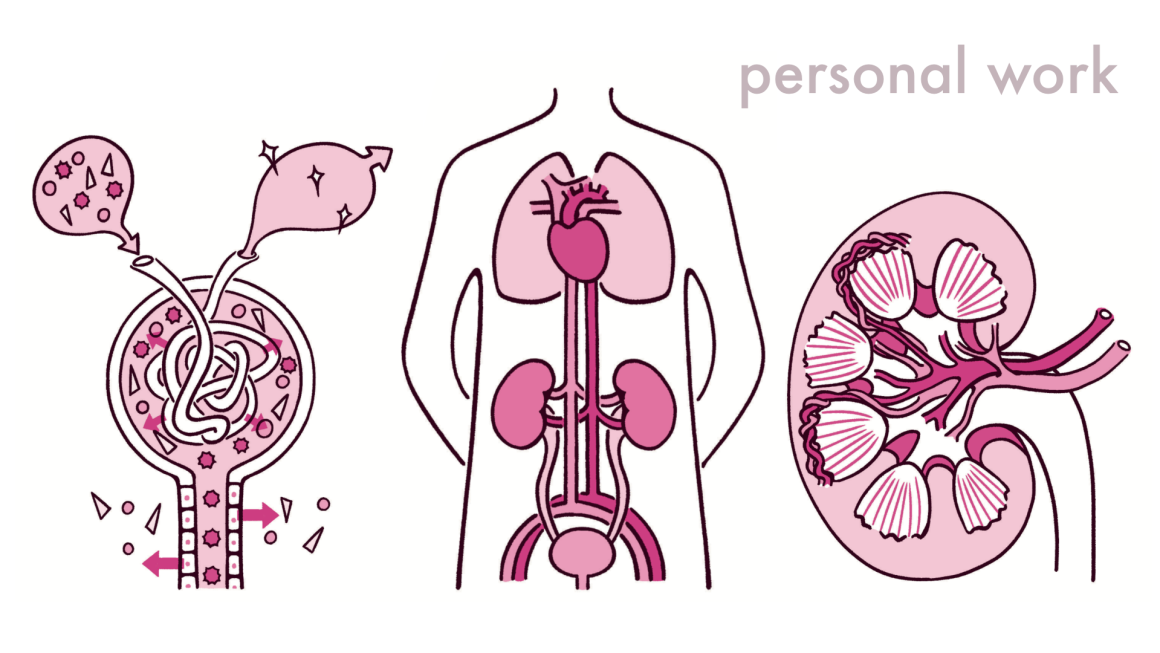 腎臓のイラスト