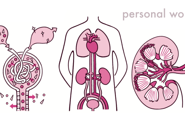 腎臓のイラスト