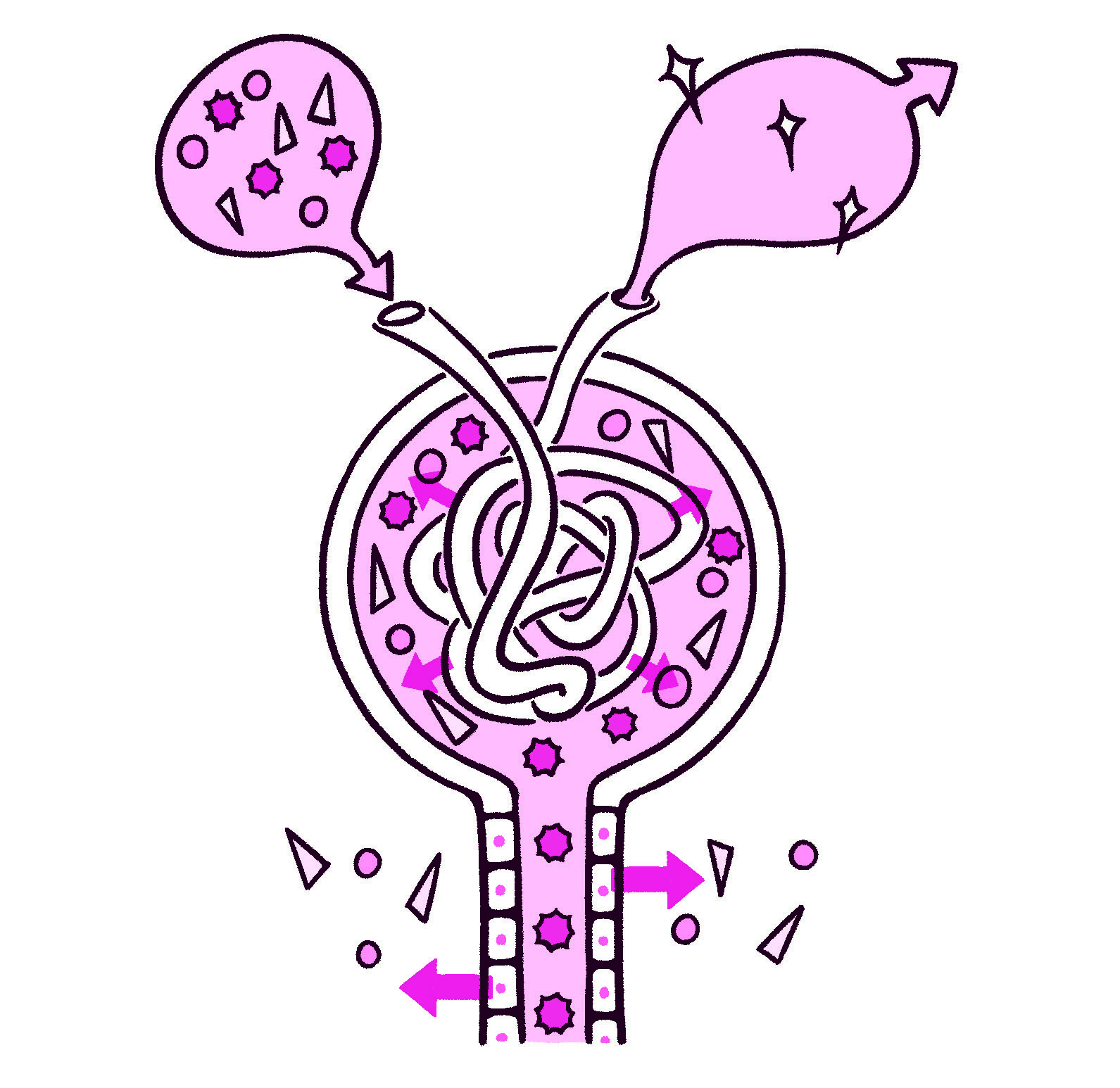 腎臓の糸球体の仕組み