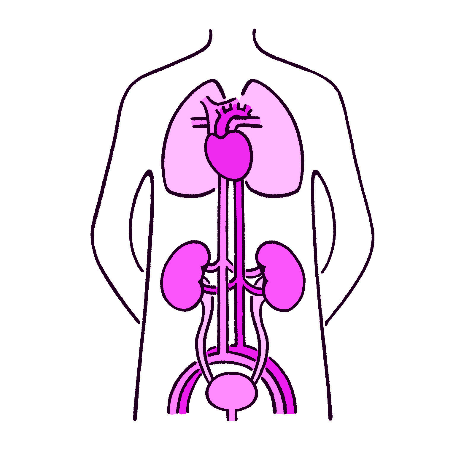 腎臓、腎臓、膀胱の関係図
