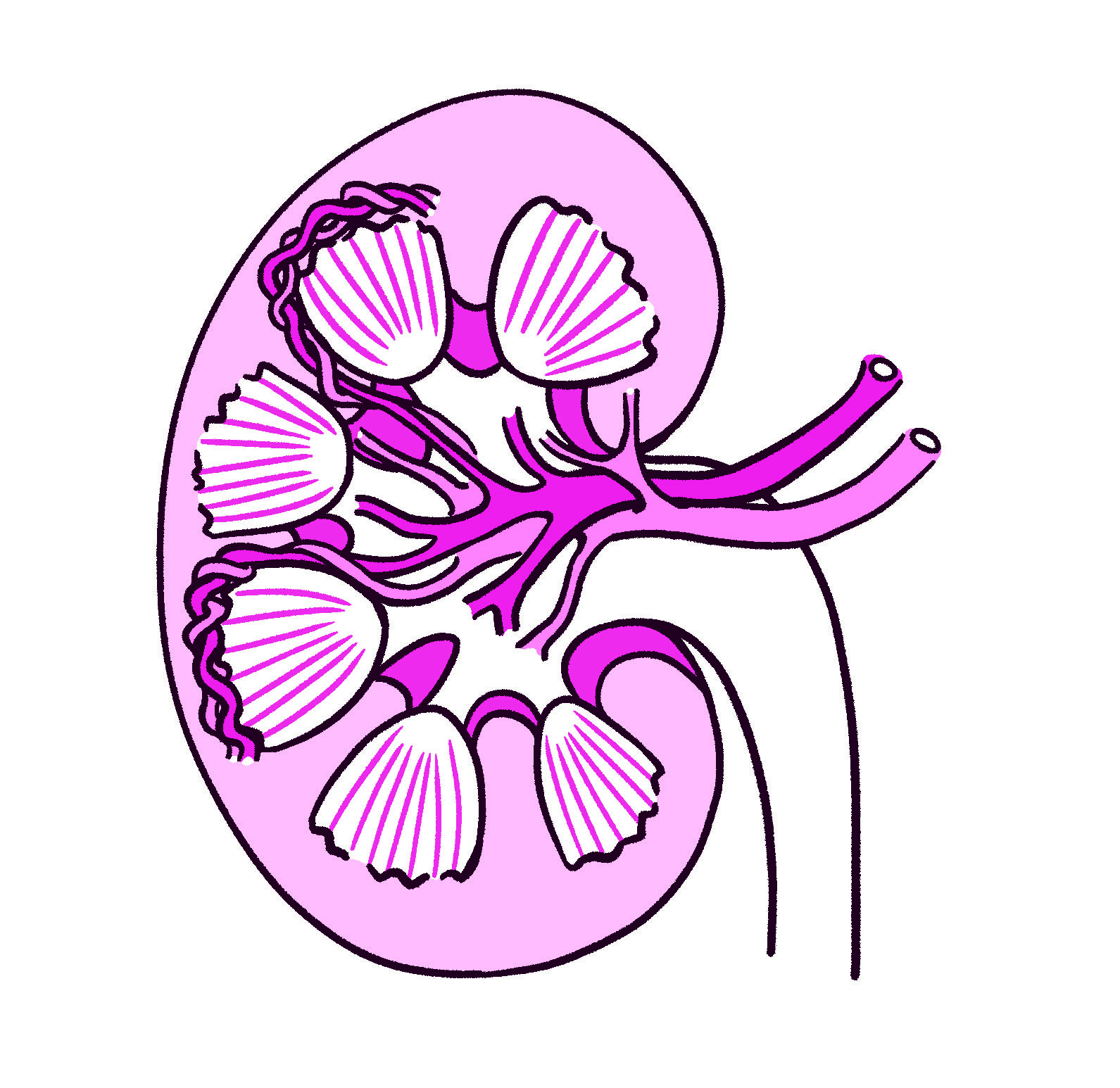腎臓の断面のイラスト
